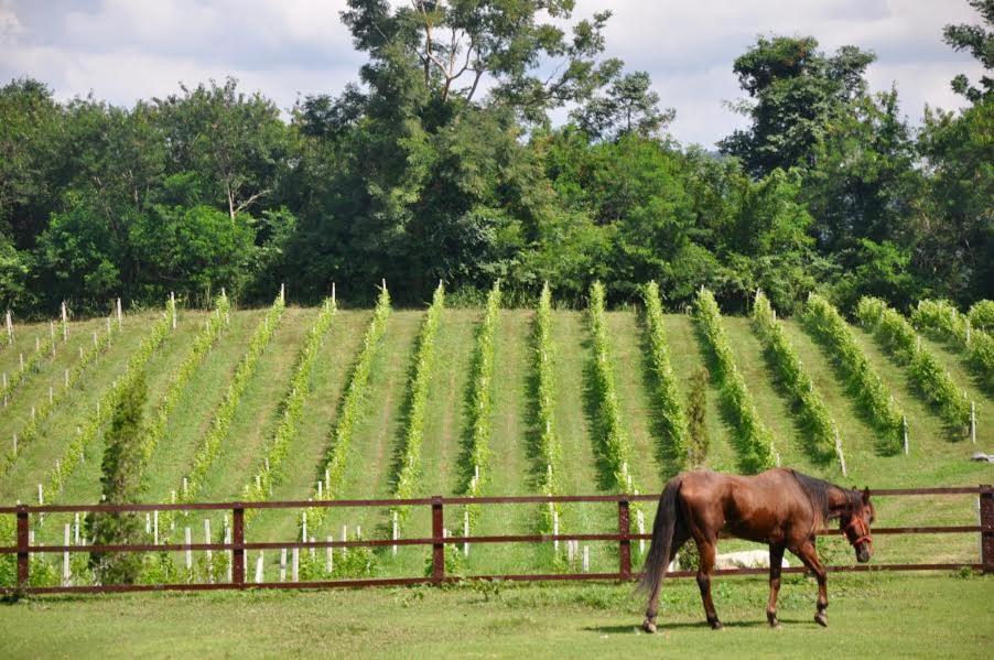 Issara Boutique Winery Hotel Muak Lek Esterno foto